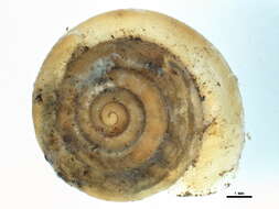 Image of reddish snail