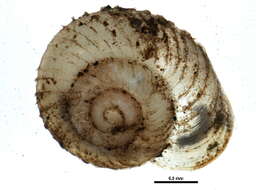 Image of ribbed grass snail