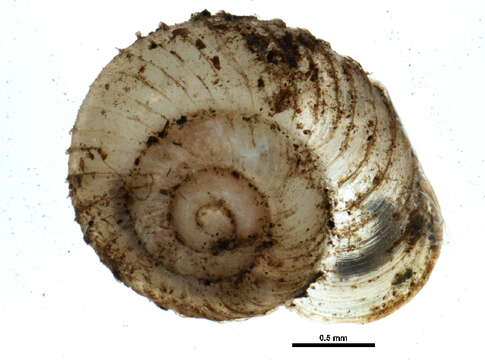 Image of Pupilloidea