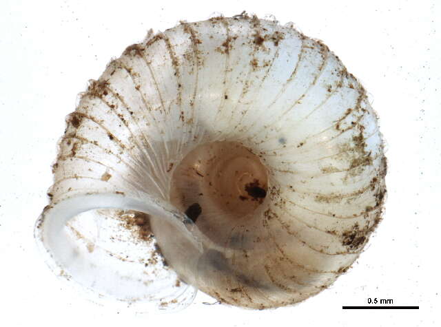 Image of ribbed grass snail