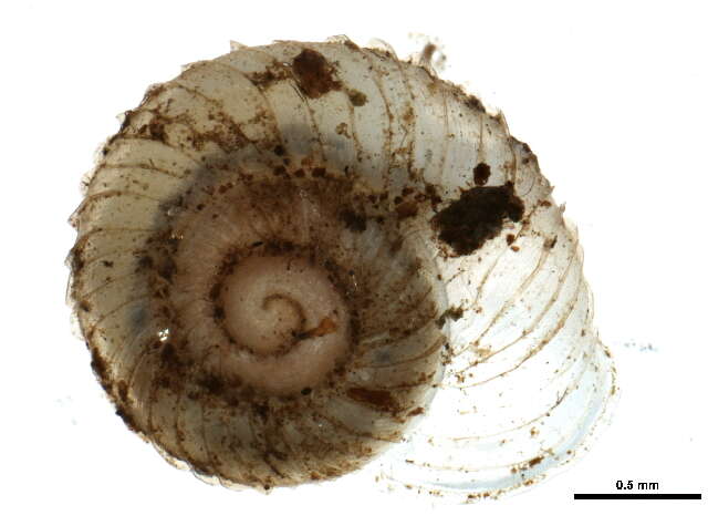 Image of ribbed grass snail