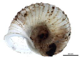 Image of ribbed grass snail