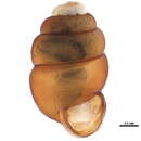 Image of Vertigo gouldi