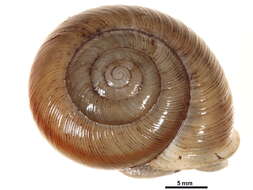 Image of <i>Allogona profunda</i>