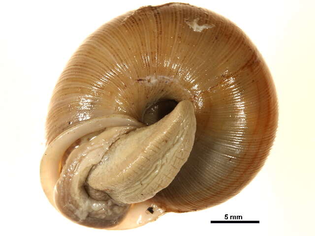 Image of <i>Allogona profunda</i>