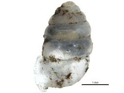 Image de Gastrocopta armifera