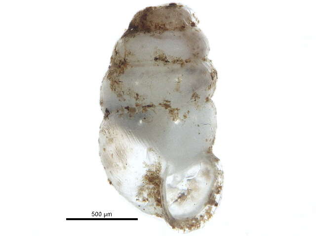 Image de Gastrocopta holzingeri