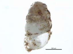 Image de Gastrocopta holzingeri