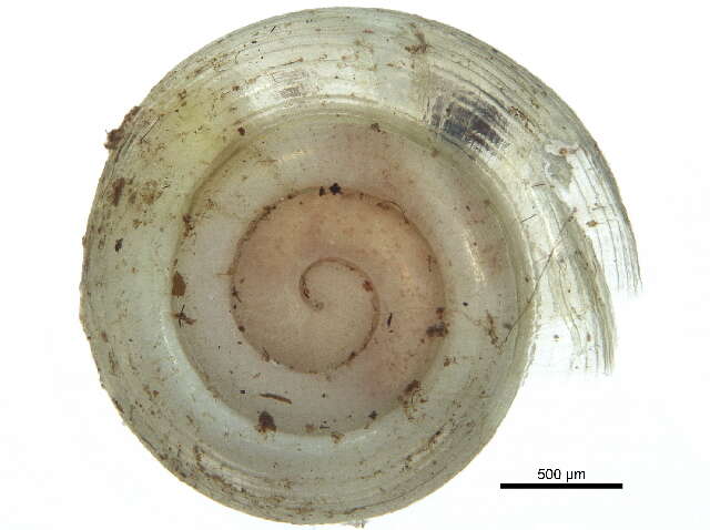 Image of Helicodiscus parallelus (Say 1821)