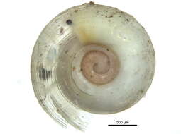 Image of Helicodiscus parallelus (Say 1821)