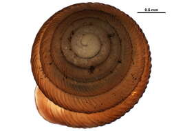 Image of Strobilopsidae