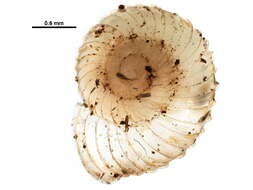 Image of <i>Vallonia parvula</i>