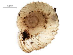 Image of <i>Vallonia parvula</i>