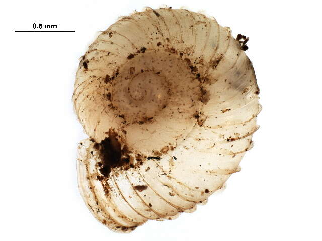 Image de <i>Vallonia parvula</i>