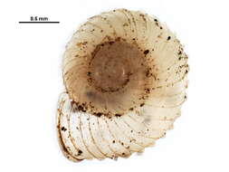 Image of <i>Vallonia parvula</i>