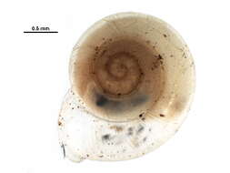 Image of smooth grass snail