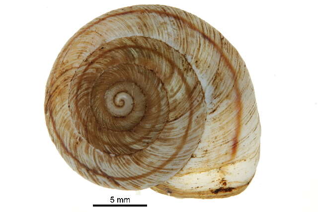 Image of <i>Oreohelix strigosa</i>