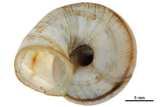Image of <i>Oreohelix strigosa</i>