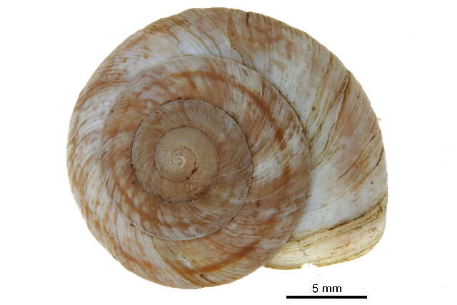 Image of <i>Oreohelix strigosa</i>