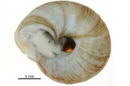 Image of <i>Oreohelix strigosa</i>