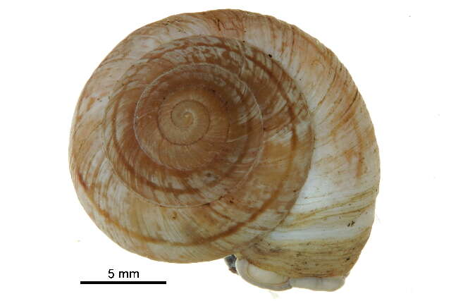 Image of <i>Oreohelix strigosa</i>