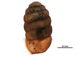 Pupilla hudsoniana Nekola & Coles 2014 resmi