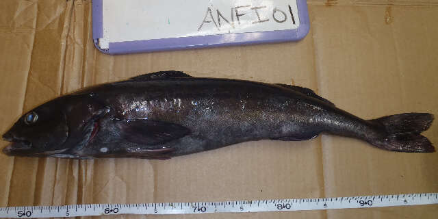 Image of Anoplopoma
