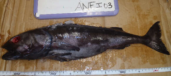 صورة Anoplopoma