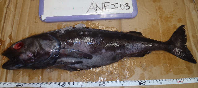 Image of Anoplopoma