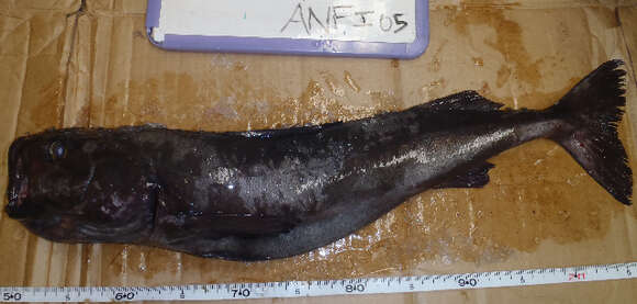 صورة Anoplopoma