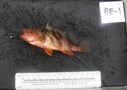 Image of Calico rockfish