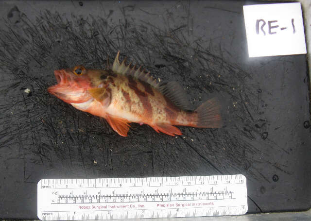 Image of Calico rockfish