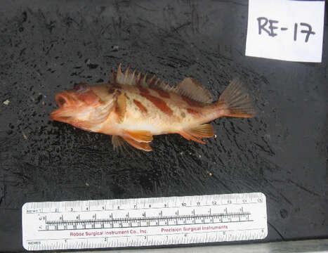 Image of Calico rockfish