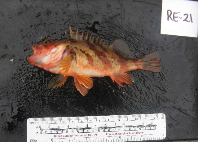 Image of Calico rockfish