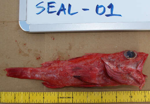 Image of Longspine thornyhead