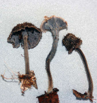 Image of Chanterelles