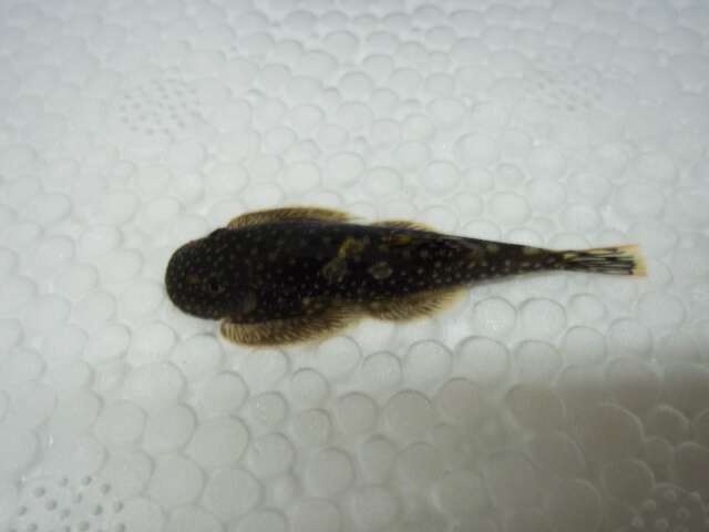 Image of Torrent loaches