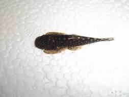 Image of Torrent loaches