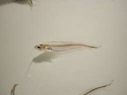 Image of schilbeid catfishes