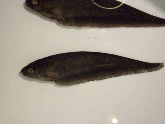 Image of featherfin knifefishes