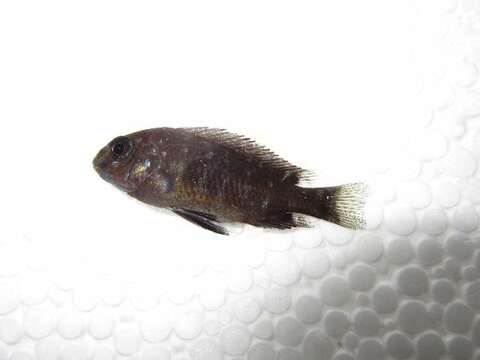 Image of Tropheus