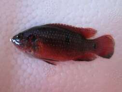 Image of Jewel cichlid