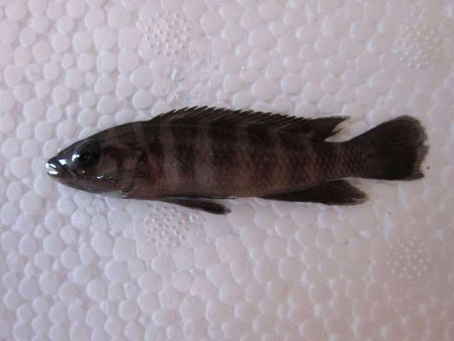 Image of Neolamprologus