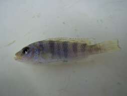 Image of Placidochromis