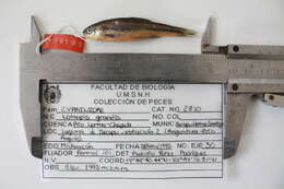 Image of Notropis