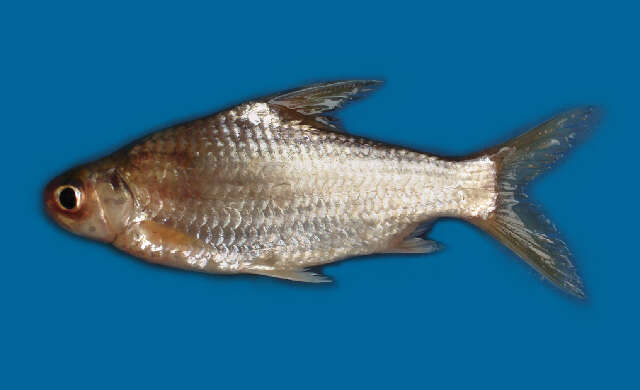 Image of Amblyrhynchichthys