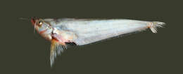 Image of Twisted-Jaw Catfish