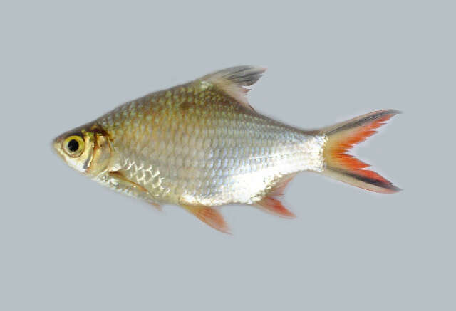 Image of Tinfoil barb