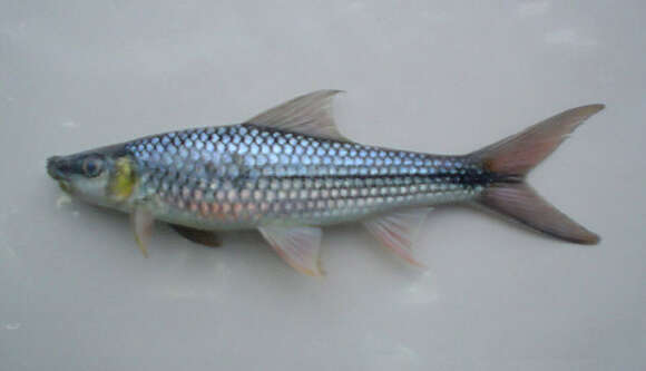 Image of Striped mud carp