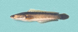 Image of Asian Snakehead